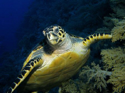 Hawksbill turtle - Big Brother Island by James Dawson 